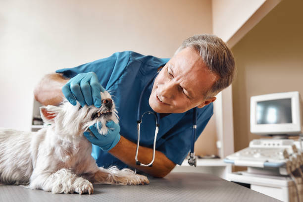 Best 24-Hour Emergency Dental Care in New Orleans Station, LA